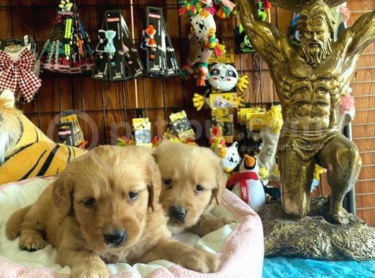 Bebek Yüzlü Golden A Kali̇te Irk görsel