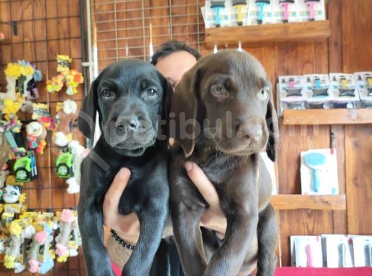 Safkan Çi̇kolata Ve Si̇yah Labrador Yavrularimiz görsel