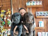Safkan Çi̇kolata Ve Si̇yah Labrador Yavrularimiz