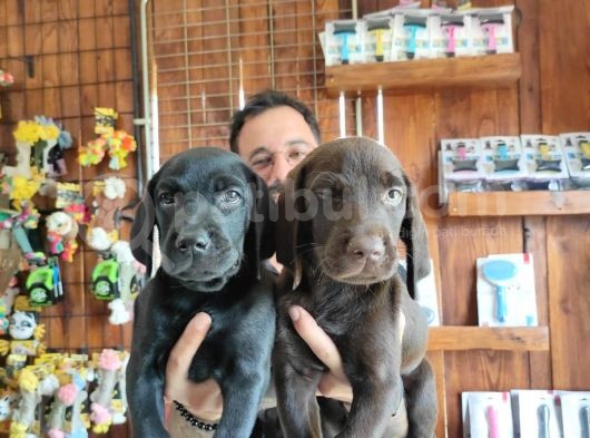Safkan Çi̇kolata Ve Si̇yah Labrador Yavrularimiz görsel