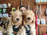 A Scr Muhteşem Toy Poodle  Yavrularimiz