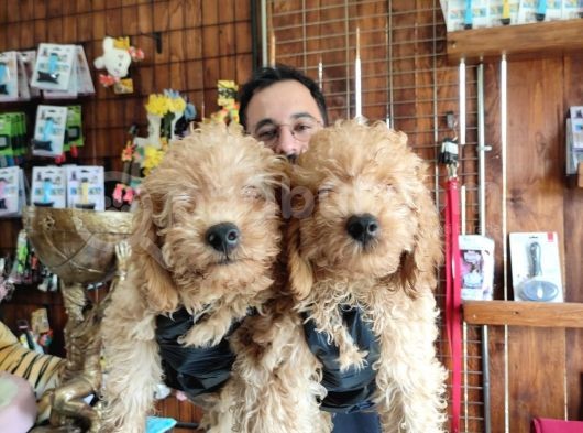 A Scr Muhteşem Toy Poodle  Yavrularimiz görsel