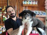 Dunyani̇n En Zeki̇ Irki Border Collie