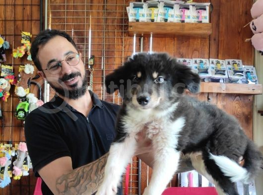 Dunyani̇n En Zeki̇ Irki Border Collie görsel