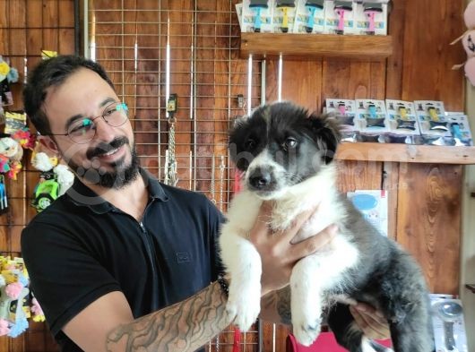 Dunyani̇n En Zeki̇ Irki Border Collie görsel