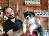 Dunyani̇n En Zeki̇ Irki Border Collie