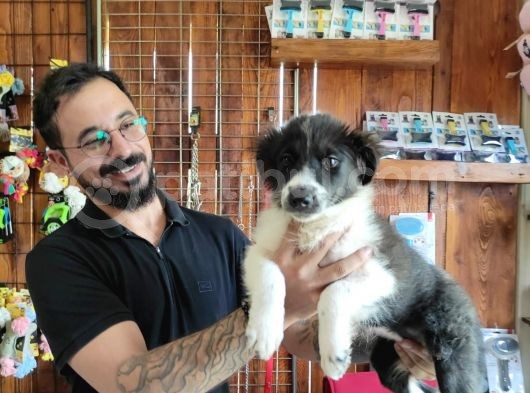 Dunyani̇n En Zeki̇ Irki Border Collie görsel