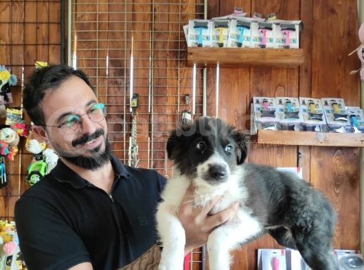 Dunyani̇n En Zeki̇ Irki Border Collie görsel