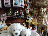 Bembeyaz Maltese Terri̇er 0 Numara