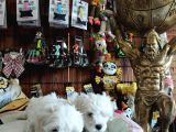 Bembeyaz Maltese Terri̇er 0 Numara