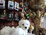 Bembeyaz Maltese Terri̇er 0 Numara