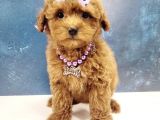 SÜSLÜ MALTİPOO YAVRULARI