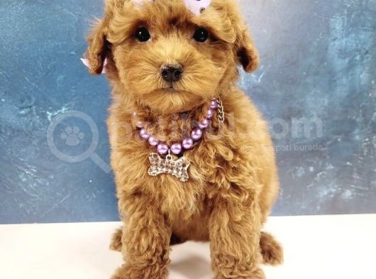 Süslü Malti̇poo Yavrulari