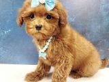 Süslü Malti̇poo Yavrulari