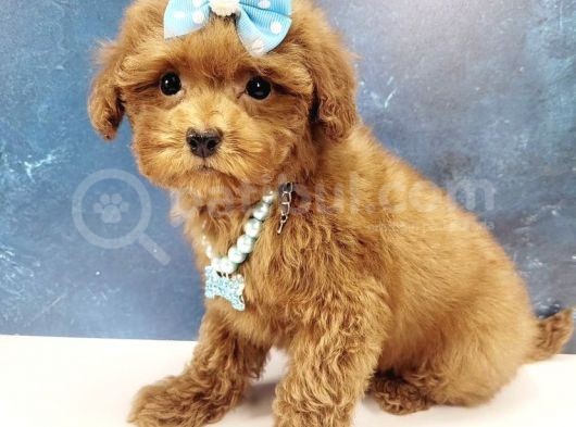 Süslü Malti̇poo Yavrulari görsel