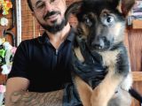 Safkan Alman Kurt Yavrularimiz