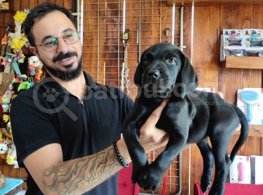 Safkan Çi̇kolata Ve Si̇yah Labrador Yavrularimiz görsel