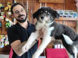 DUNYANİN EN ZEKİ IRKI BORDER COLLIE