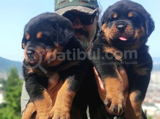 Koca Kafa Macar Rotwei̇ller Yavrulari görsel