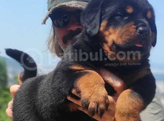 Koca Kafa Macar Rotwei̇ller Yavrulari görsel