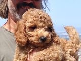 Mi̇nyatür Uygun Fi̇yat Poodle