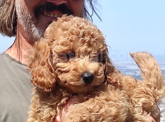 Mi̇nyatür Uygun Fi̇yat Poodle görsel