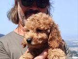 Mi̇nyatür Uygun Fi̇yat Poodle