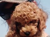 Mi̇nyatür Uygun Fi̇yat Poodle