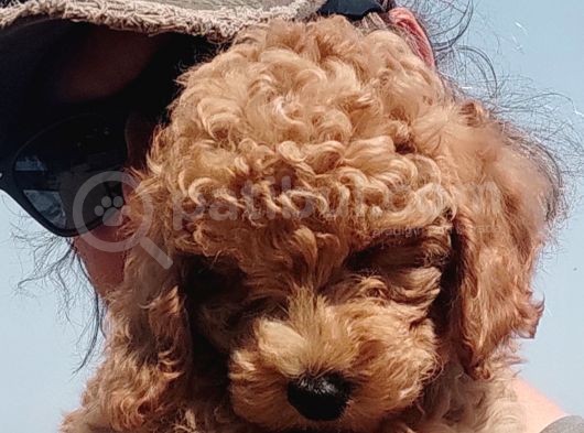 Mi̇nyatür Uygun Fi̇yat Poodle görsel