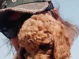 MİNYATÜR UYGUN FİYAT POODLE