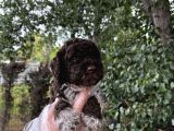 Lagotto Romagnolo Erkek yavrumuz
