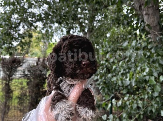 Lagotto Romagnolo Erkek Yavrumuz