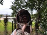 Lagotto Romagnolo Erkek Yavrumuz