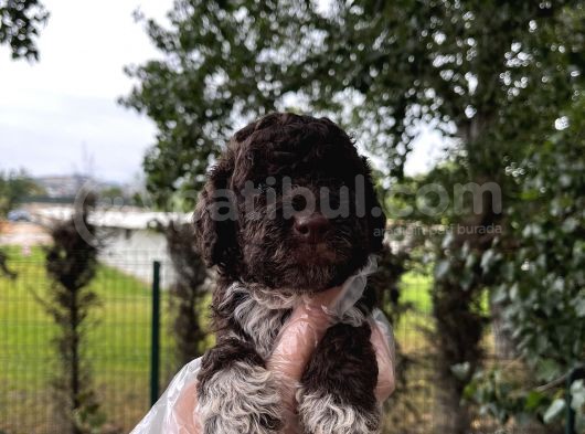 Lagotto Romagnolo Erkek Yavrumuz görsel