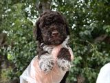 Lagotto Romagnolo Erkek Yavrumuz