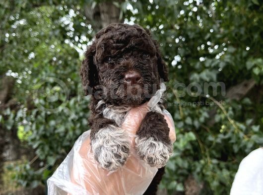Lagotto Romagnolo Erkek Yavrumuz görsel