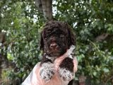 Lagotto Romagnolo Erkek Yavrumuz