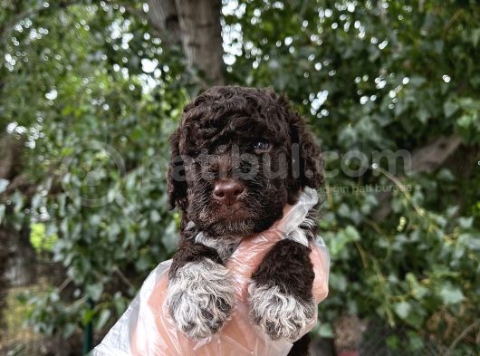 Lagotto Romagnolo Erkek Yavrumuz görsel