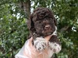 Lagotto Romagnolo Erkek Yavrumuz