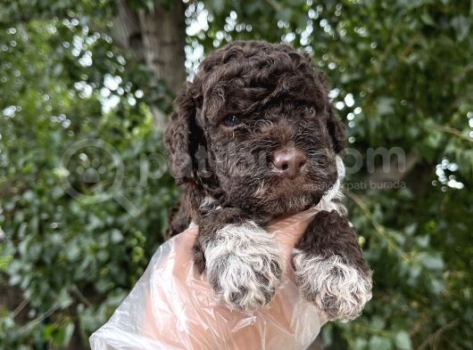 Lagotto Romagnolo Erkek Yavrumuz görsel