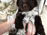 Lagotto Romagnolo Erkek Yavrumuz