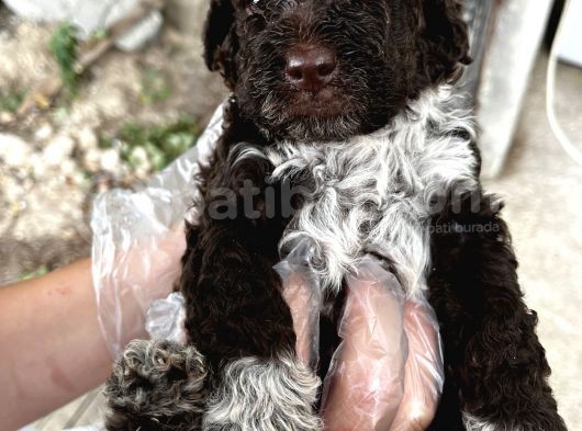 Lagotto Romagnolo Erkek Yavrumuz görsel