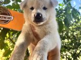 Japon Akita Bebeklerimiz