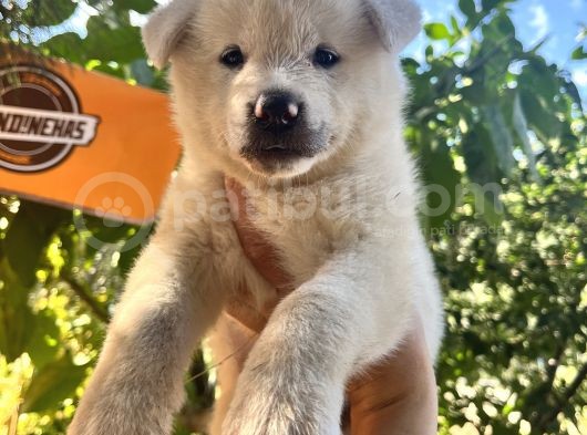 Japon Akita Bebeklerimiz görsel