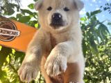 Japon Akita Bebeklerimiz