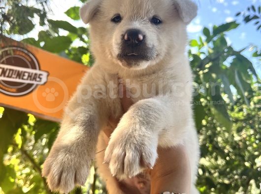 Japon Akita Bebeklerimiz görsel