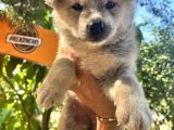 Japon Akita Bebeklerimiz
