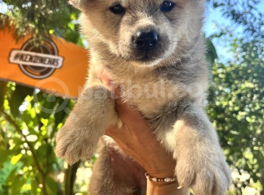 Japon Akita Bebeklerimiz