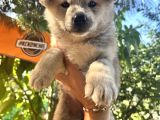 Japon Akita Bebeklerimiz
