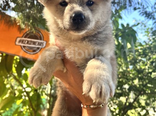 Japon Akita Bebeklerimiz görsel